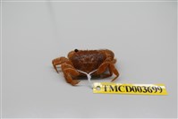 藏品(粗糙酋婦蟹)的圖片